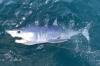 mako shark newport ri