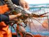 Lobster fisher measuring the catch to see if it is the proper size.