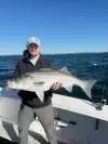 Tall Tailz Charters Newport RI Striped Bass
